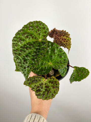 Begonia Ferox 4 inch