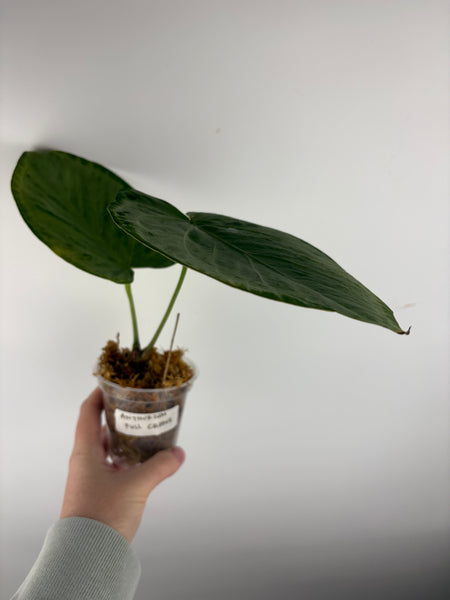 Anthurium silver full chrome