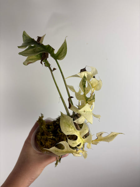 rhaphidophora tetrasperma white monster - multiple growth points