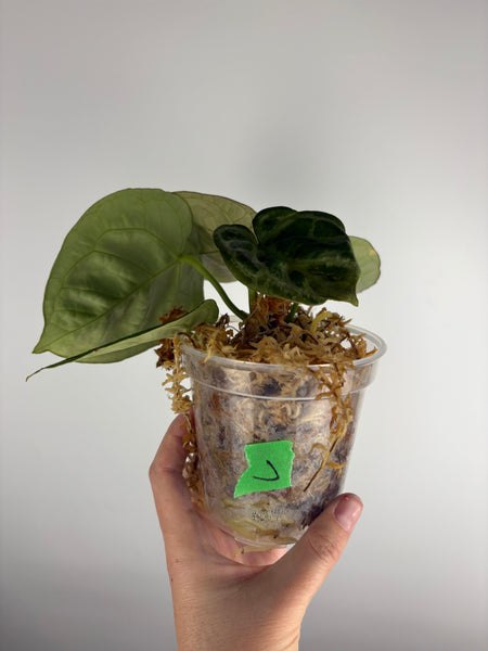 Anthurium Silver blush mutation J