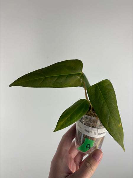 Anthurium Black sweet x panama A2