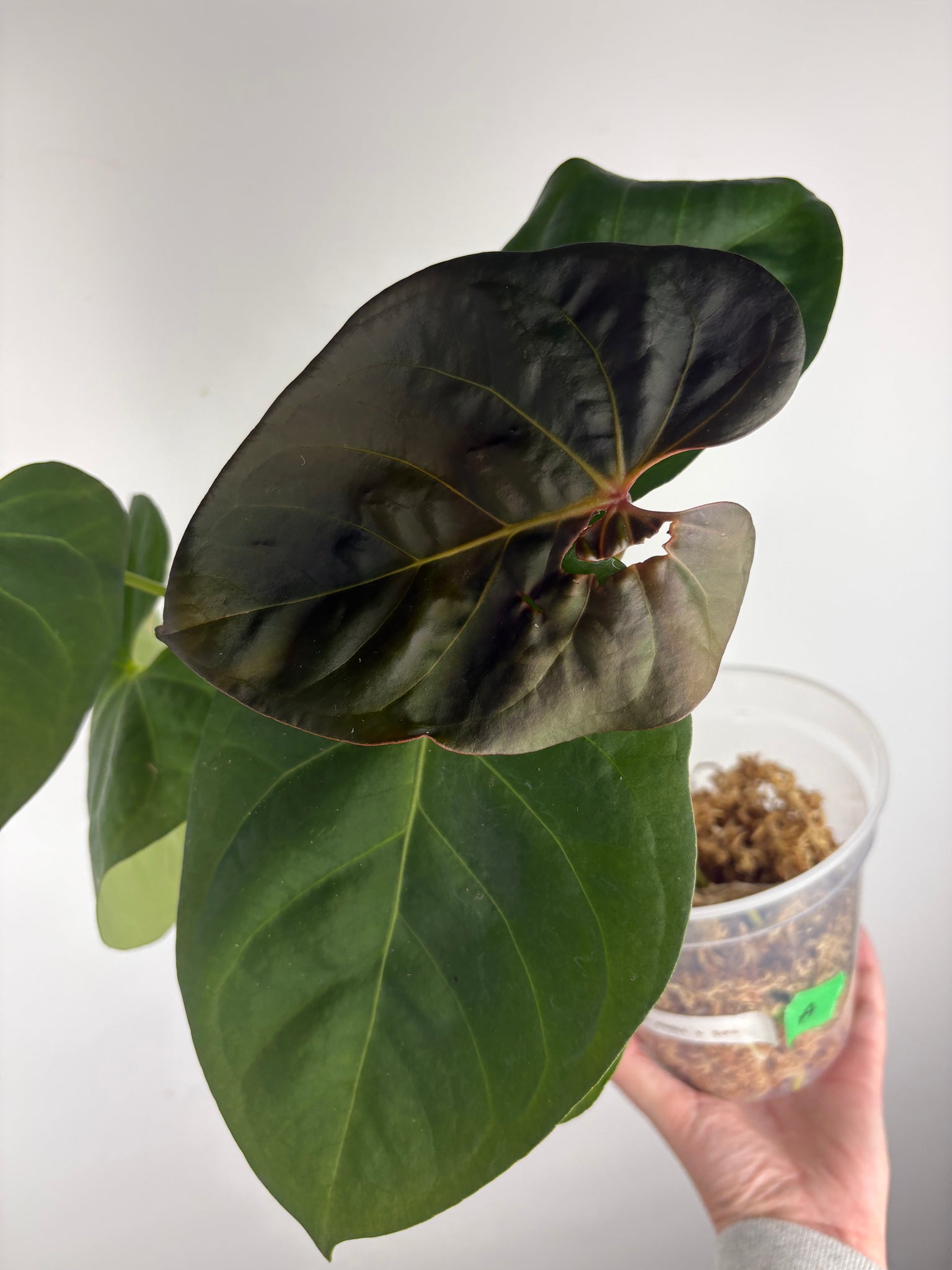 Anthurium black sweet x dorayaki A