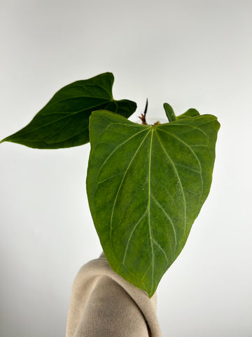 Anthurium King of spades x portillae Indonesia A