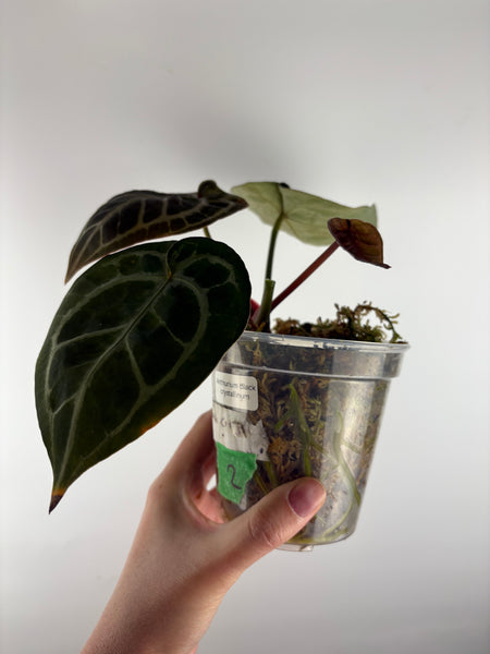 Anthurium black crystallinum 2