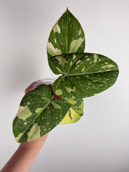 Philodendron gloriosum variegated small plant B