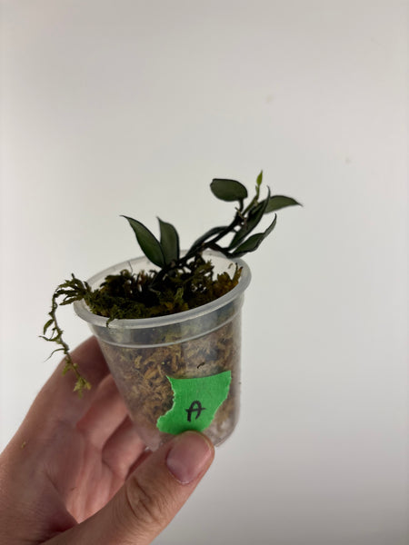 hoya lacunosa violet A