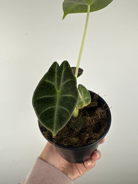 Alocasia Watsoniana low variegated aurea C