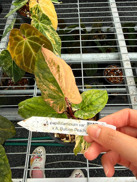 Anthurium papi x bullion peach unacclimated (Thailand)