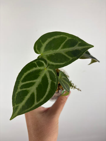 Anthurium blue papi x hoffmanii silver 7