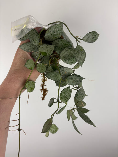 hoya lacunosa moonshine E
