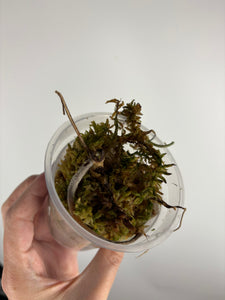 Anthurium dark phoenix x red of Java A as is