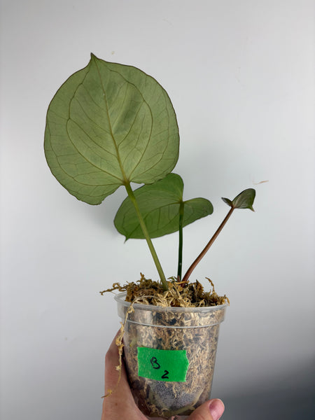 Anthurium king of spades medium B2
