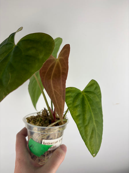 Anthurium xone x byson B