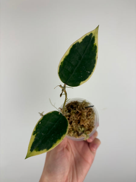 Hoya sp panglai west java albo 3