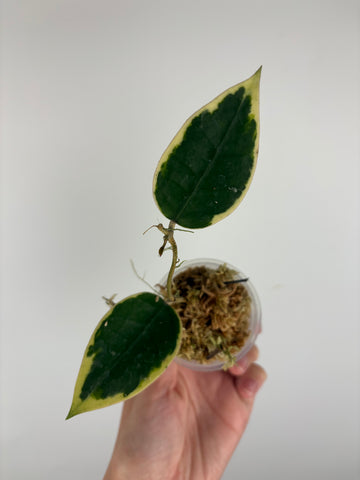 Hoya sp panglai west java albo 3
