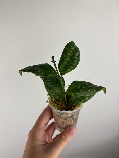 Hoya Sp garut high splash