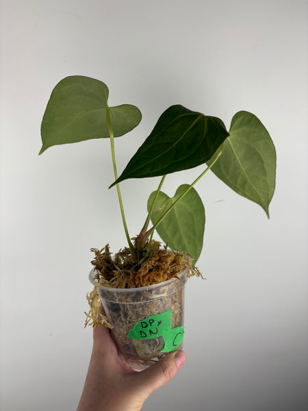 Anthurium dark pheonix x nero C