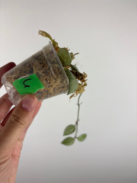 Hoya lacunosa sulcata 6