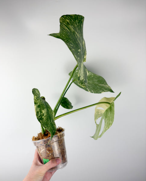 Monstera deliciosa green snow A