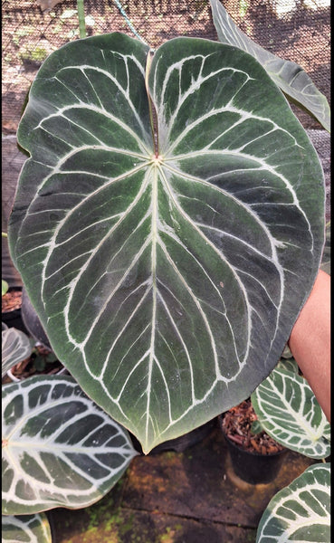 Anthurium king of spades x Fort Sherman A