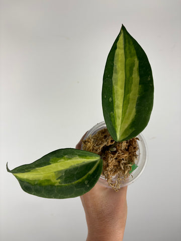 Hoya Latifolia Queensy 3