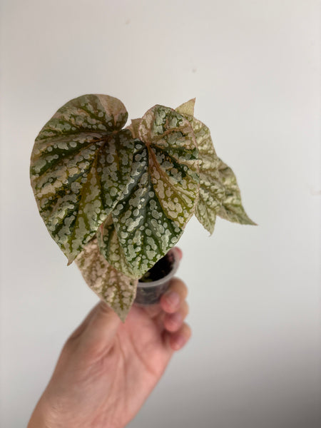begonia snow capped variegated D
