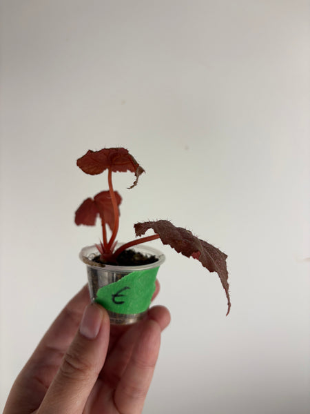 Begonia Robin E