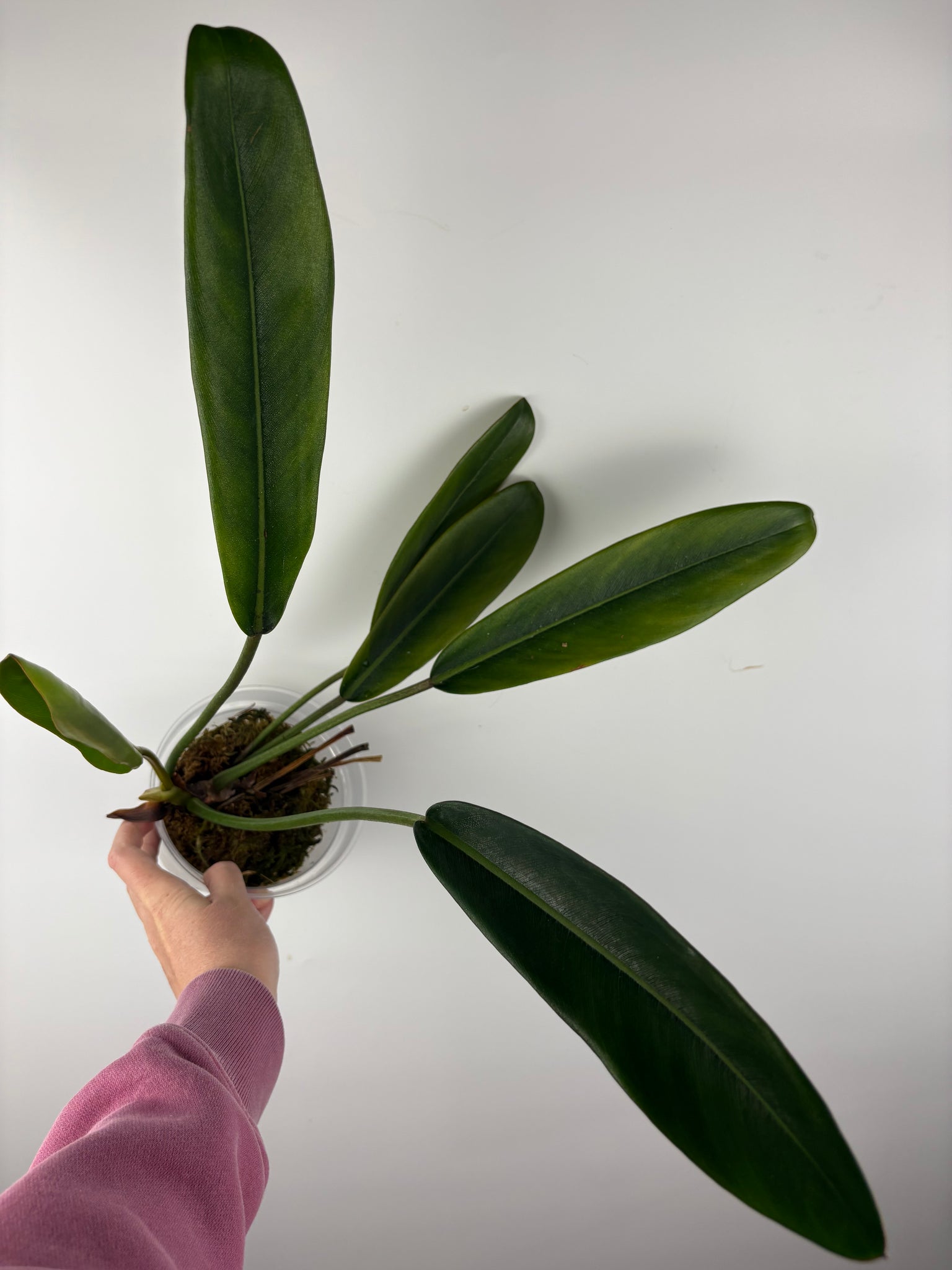 Philodendron callosum