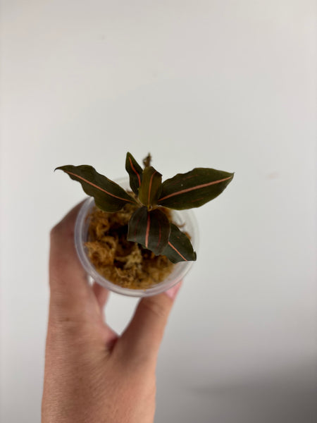 Jewel orchid sp papua C