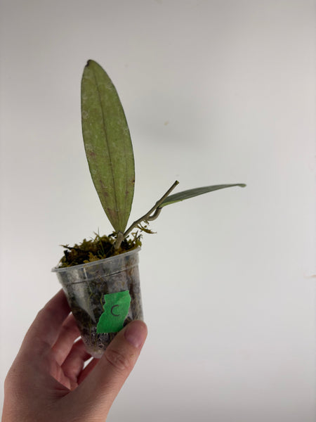 Hoya bengkulu silver C