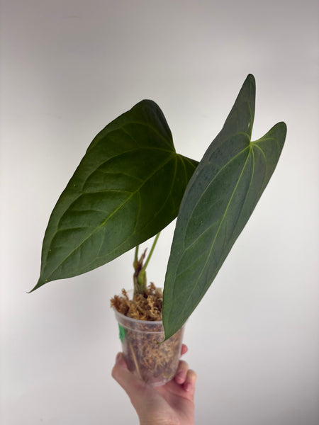 Anthurium black sweet x black nero A