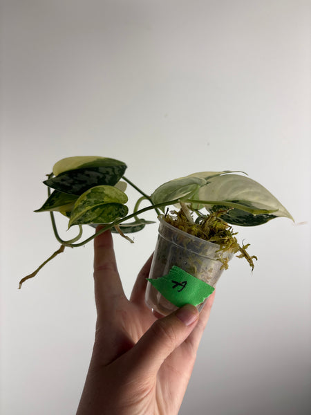 Scindapsus Mayari