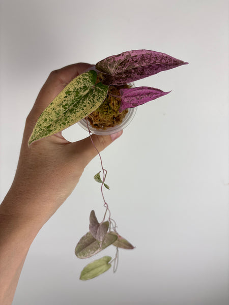 Dioscorea ballerina (Thailand)