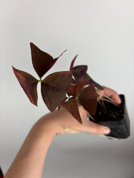 Oxalis triangularis variegated