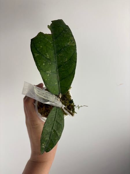 Hoya sp aceh tamiang A2