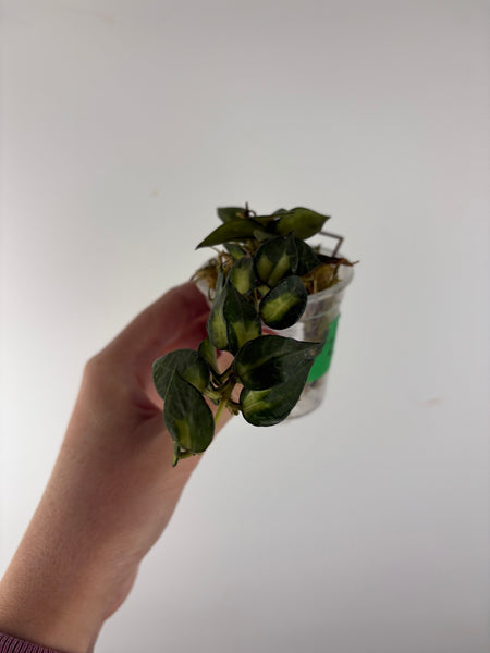 Hoya lacunosa golden flame 2