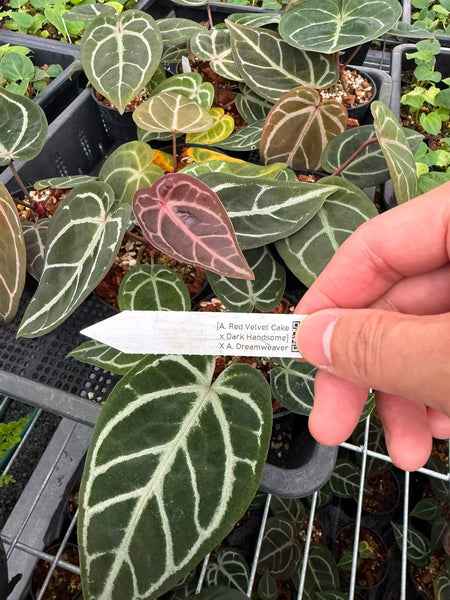 anthurium red velvet cake x dark handsome x dreamwaver (Thailand) unacclimated