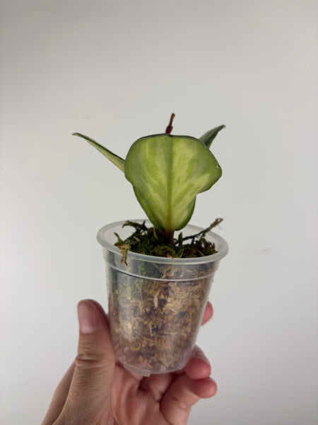 hoya argentea princess