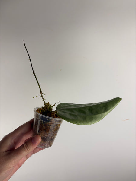 Hoya Glabra silver