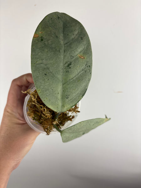 hoya coriacea silver