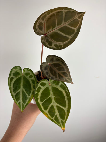 Anthurium - missing ID - I think red crystal