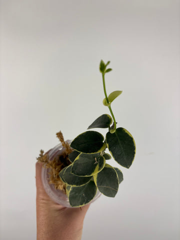 Hoya cumingiana 'Albo 3