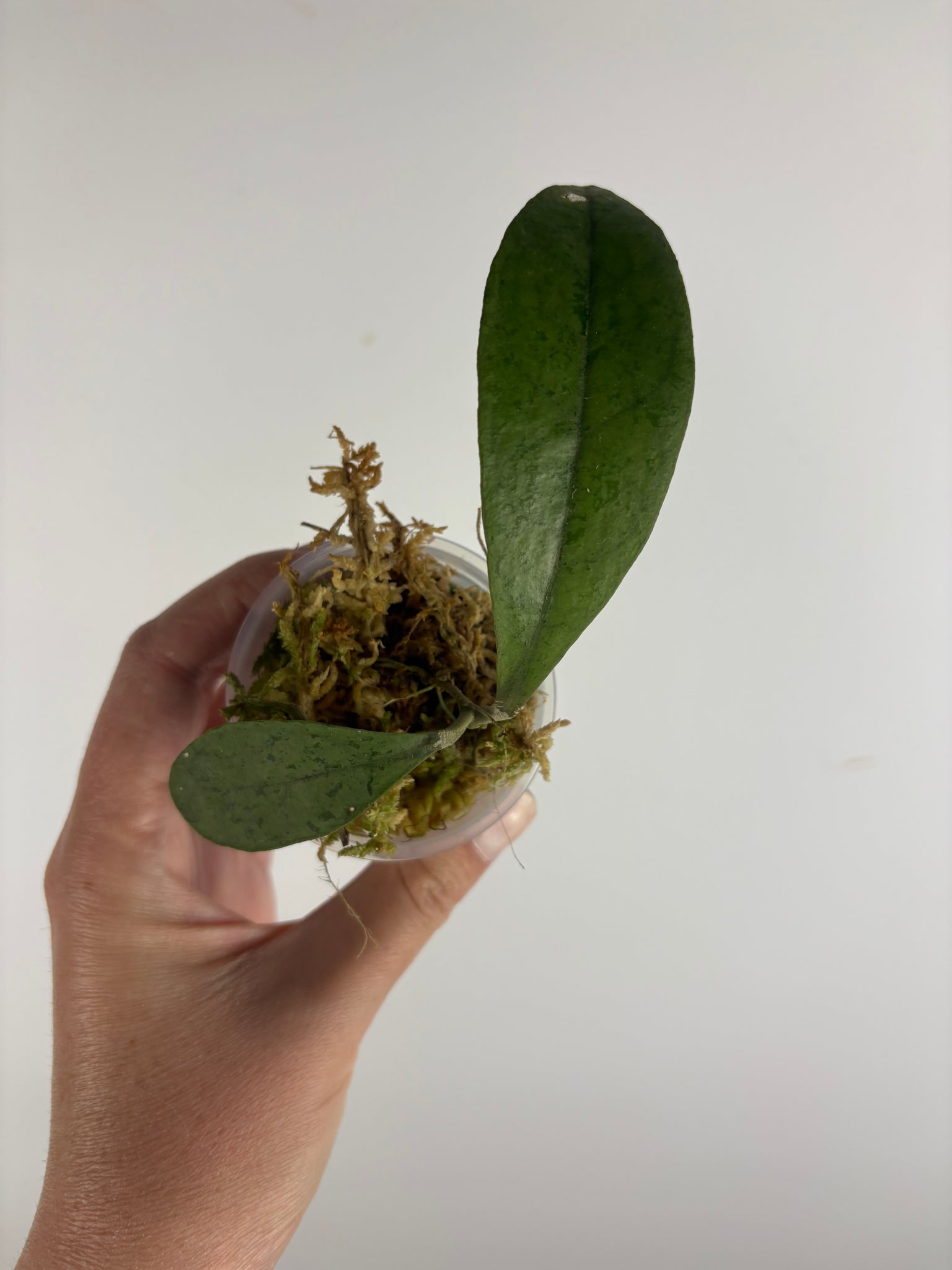 Hoya aff forbesii silver 4