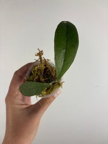 Hoya aff forbesii silver 4