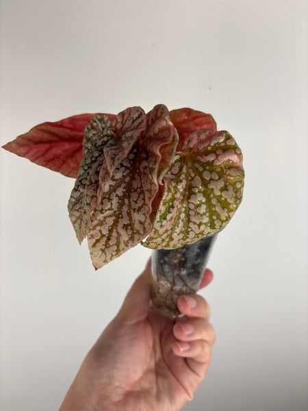 Begonia snow capped variegated H