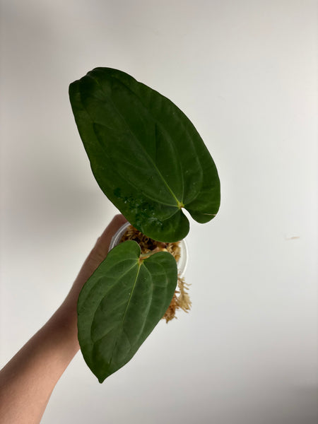 Anthurium BVIT x dark phoenix B3