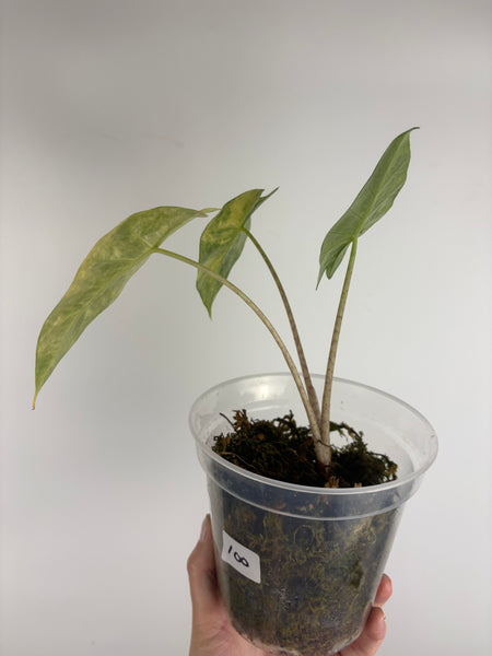 Alocasia Portora aurea variegated