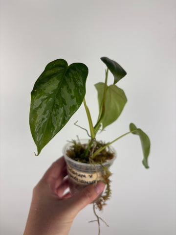 Philodendron Radiatum x brandtianum B