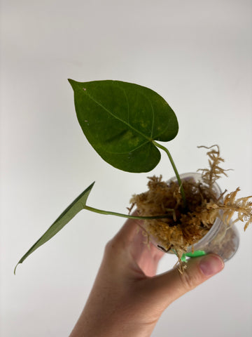 Anthurium hoffmanii x AOS 9