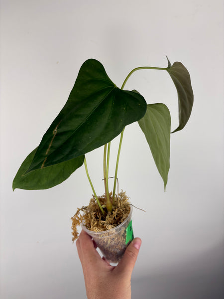 Anthurium black sweet x Fort Sherman A1